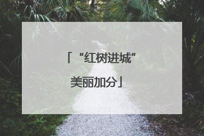 “红树进城” 美丽加分