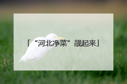 “河北净菜”靓起来