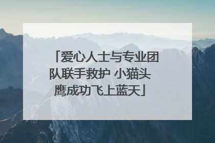 爱心人士与专业团队联手救护 小猫头鹰成功飞上蓝天