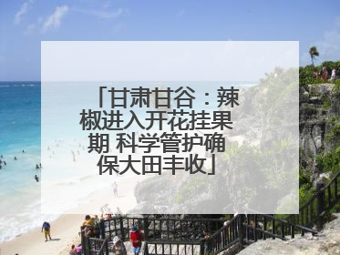 甘肃甘谷：辣椒进入开花挂果期 科学管护确保大田丰收