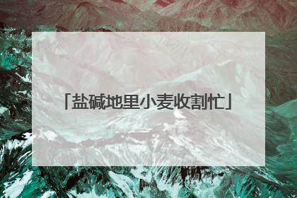 盐碱地里小麦收割忙