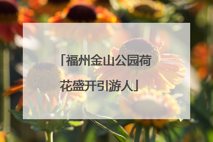 福州金山公园荷花盛开引游人