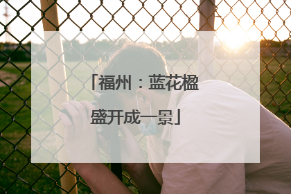 福州：蓝花楹盛开成一景