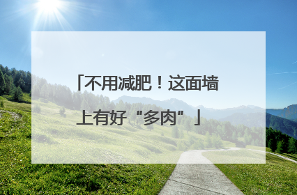 不用减肥！这面墙上有好“多肉”