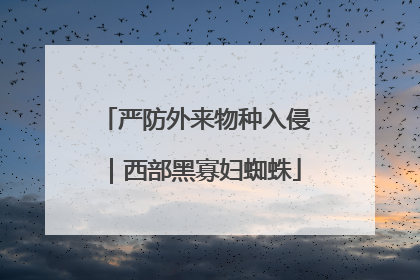 严防外来物种入侵｜西部黑寡妇蜘蛛