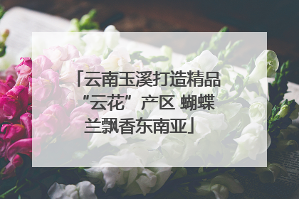 云南玉溪打造精品“云花”产区 蝴蝶兰飘香东南亚
