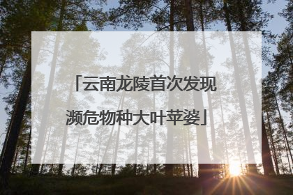 云南龙陵首次发现濒危物种大叶苹婆