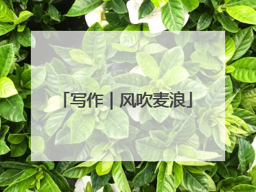 写作｜风吹麦浪