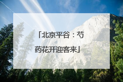 北京平谷：芍药花开迎客来