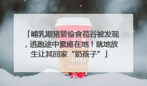 哺乳期猪獾偷食苞谷被发现，逃跑途中累瘫在地！就地放生让其回家“奶孩子”
