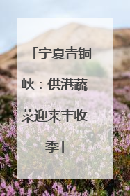 宁夏青铜峡：供港蔬菜迎来丰收季