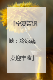 宁夏青铜峡：冷凉蔬菜迎丰收