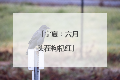 宁夏：六月头茬枸杞红
