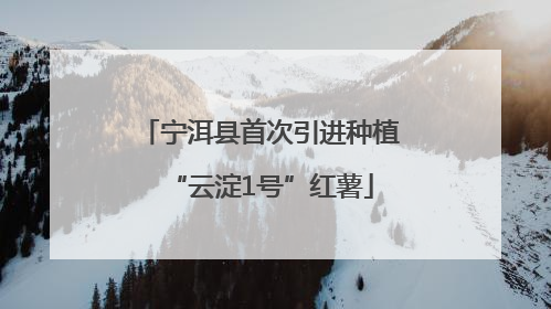 宁洱县首次引进种植“云淀1号”红薯
