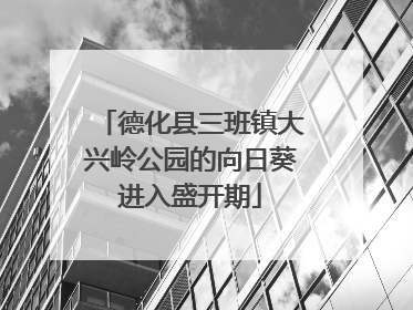 德化县三班镇大兴岭公园的向日葵进入盛开期