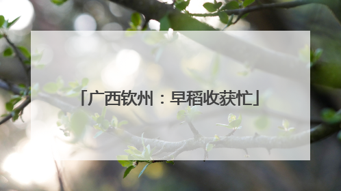 广西钦州：早稻收获忙