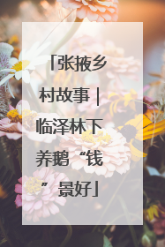 张掖乡村故事｜临泽林下养鹅“钱”景好