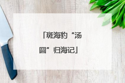 斑海豹“汤圆”归海记