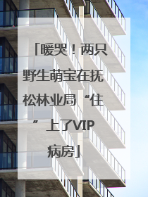 暖哭！两只野生萌宝在抚松林业局“住”上了VIP病房