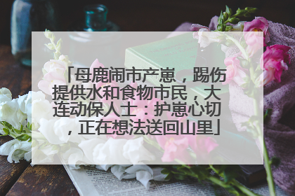 母鹿闹市产崽，踢伤提供水和食物市民，大连动保人士：护崽心切，正在想法送回山里