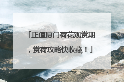 正值厦门荷花观赏期，赏荷攻略快收藏！