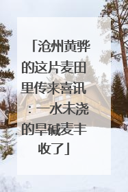 沧州黄骅的这片麦田里传来喜讯：一水未浇的旱碱麦丰收了