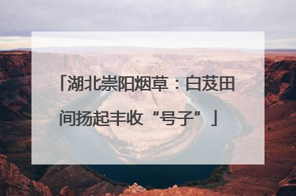湖北崇阳烟草：白芨田间扬起丰收“号子”