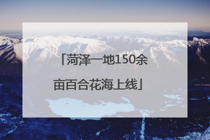菏泽一地150余亩百合花海上线