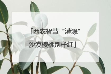 西农智慧“灌溉” 沙漠樱桃别样红