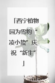 西宁植物园为雪豹“凌小蛰”庆祝“新生”