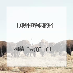 郑州植物园的梓树结“豆角”了