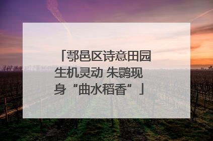 鄠邑区诗意田园生机灵动 朱鹮现身“曲水稻香”