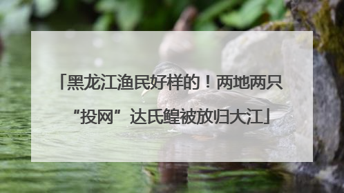 黑龙江渔民好样的！两地两只“投网”达氏鳇被放归大江