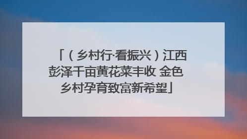 （乡村行·看振兴）江西彭泽千亩黄花菜丰收 金色乡村孕育致富新希望
