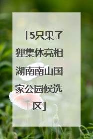 5只果子狸集体亮相湖南南山国家公园候选区